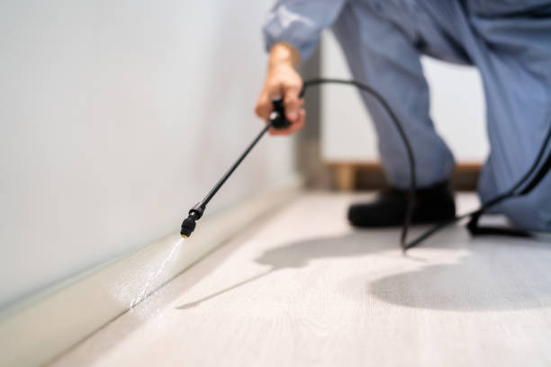 Bed Bug Pre-Treatment Preparation Assessment in Bayport