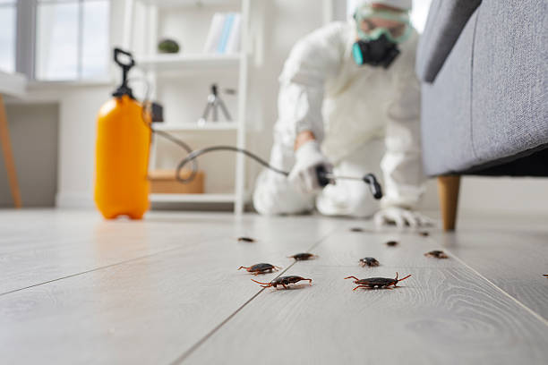 Post-Treatment Bed Bug Interceptor Monitoring in Bayport